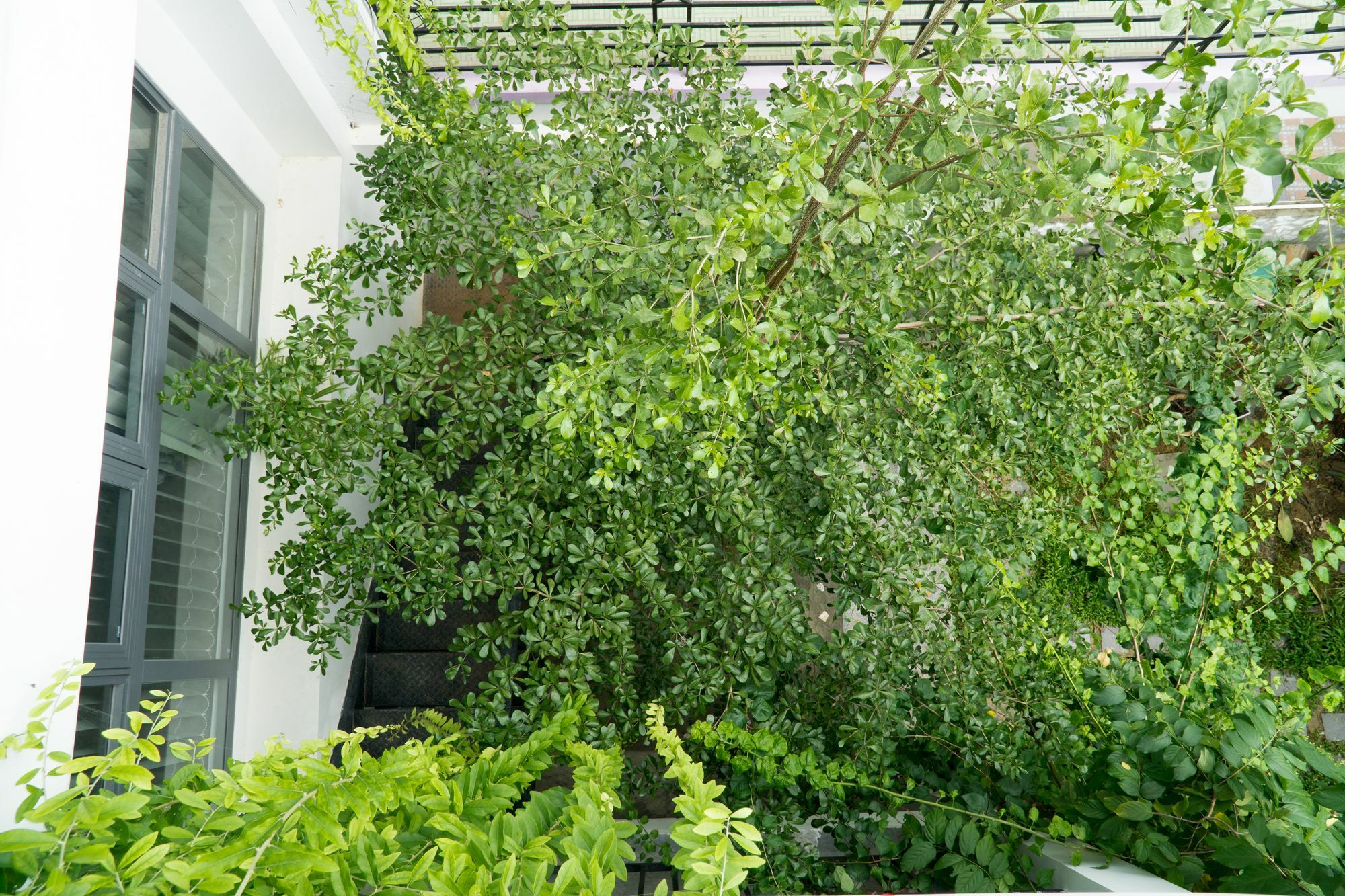 Kiu House - 3Br - Green & Artistic دا نانغ المظهر الخارجي الصورة